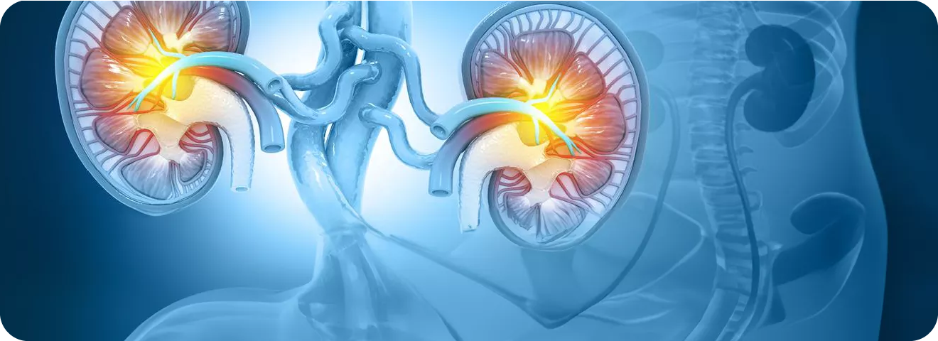 C3-Glomerulopathie (C3G)