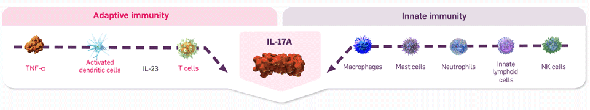 Graphic showing the production of IL-17A via both adaptive and innate immune pathways.