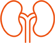 Icon of a pair of kidneys.