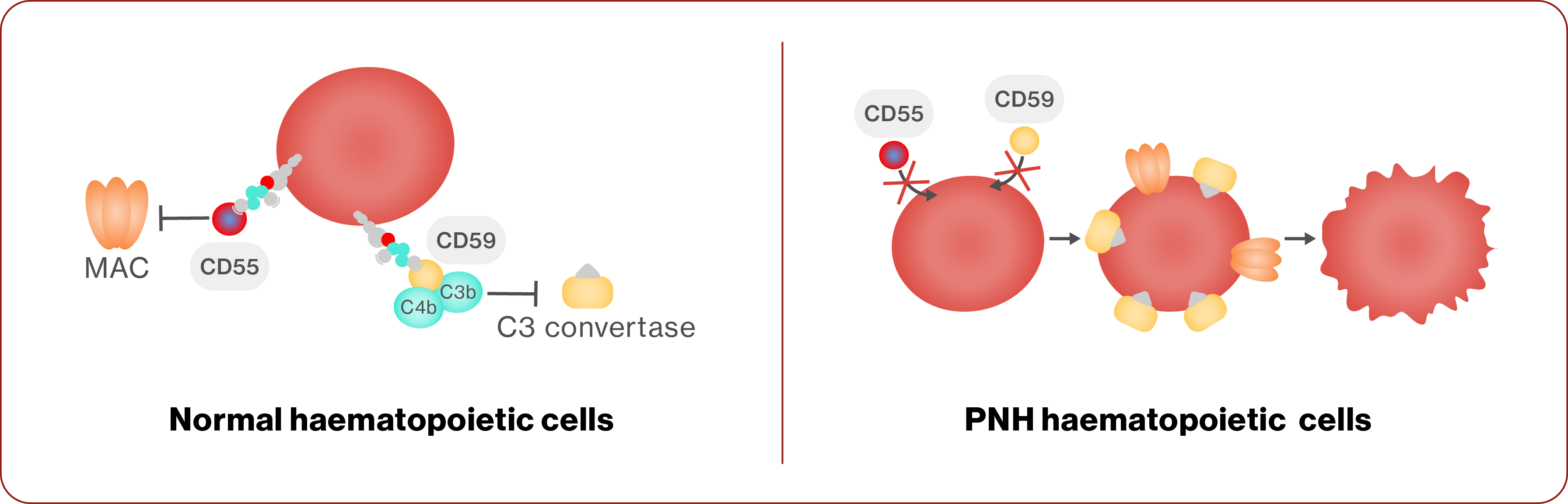 Graphic showing a comparison between normal haematopoietic cells and PNH haematopoietic cells.