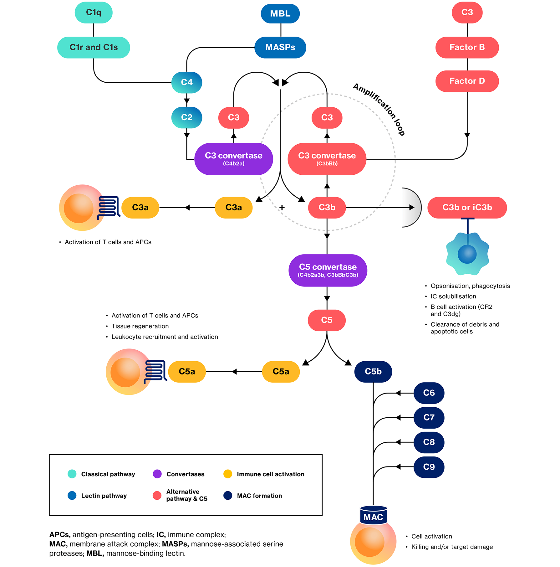 Flow diagram providing an overview of the complement system.