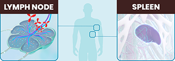 Diagram to illustrate how KESIMPTA® preferentially targets B-cells in the lymph-nodes and spare B-cells in the spleen.